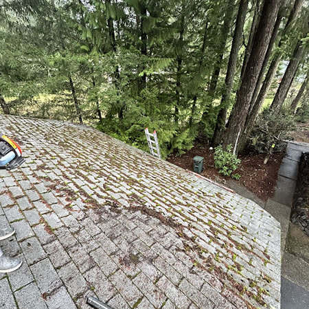 Roof moss in the pacific northwest what it costs you and how to stop it