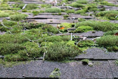 The hidden damage moss can cause to your roof over time